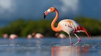 Graceful pink flamingo wading in shallow tropical water at sunset, with soft bokeh background and flock silhouettes, displaying elegant curved neck posture.