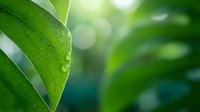 Fresh green leaf with water droplets on blurred natural background. Morning dew on plant foliage creates peaceful organic atmosphere for wellness and eco concepts.