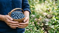 Person holding wicker basket filled with fresh blueberries in garden setting, ideal for organic farming, agriculture, harvest, and food production marketing materials.