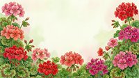 Watercolor geranium flowers frame with green leaves on light background for greeting cards, invitations and floral design projects.