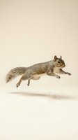 Gray squirrel leaping mid-air against a light beige background, showcasing dynamic motion and natural wildlife energy in a studio-style shot.