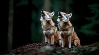 Two howling coyotes sitting together on forest ground against dark green background, wild animals in natural habitat showing pack behavior and communication.