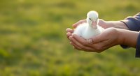 Young white duckling held gently in cupped hands against blurred green garden background. Suitable for wildlife, nature, farming, and animal care concepts.