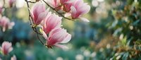 Pink magnolia flowers blooming on branches with soft blurred green foliage background, spring nature scene for botanical and seasonal design projects.