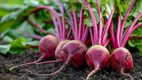 Fresh organic beetroots with bright pink stems and green leaves lying on dark soil in garden. Natural food photography for healthy eating concept.