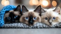Three Siamese cats with striking blue eyes peek out from under a cozy knitted blanket, creating an adorable and heartwarming pet portrait against soft bokeh lights.