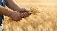 Farmer holding ripe wheat ear in golden field during harvest season, agricultural work and grain production concept for farming industry.