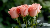 Delicate coral pink roses with long stems and fresh green leaves against dark blurred background. Soft natural lighting highlights petals texture and romantic mood.