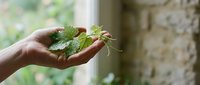 Person holding fresh green leaves in open palm, sustainable living and eco-friendly lifestyle concept for environmental awareness and nature conservation campaigns.