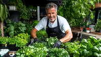 Mature Caucasian male gardener with gray hair and apron smiling while tending to fresh herbs and leafy greens in urban greenhouse setting surrounded by potted plants.
