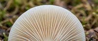 White mushroom with delicate gills growing in natural forest environment, showcasing intricate radial patterns and organic textures for nature photography.