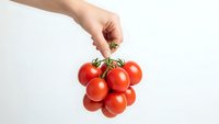 Hand holding fresh red cherry tomatoes bunch on white background isolated for healthy cooking and organic food concepts.