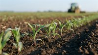 Young corn seedlings emerging from rich dark soil in agricultural field with farming tractor working in background during spring planting season.