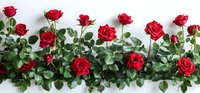 Vibrant red roses with green leaves arranged in a row on white background, creating elegant floral border for romantic occasions and celebrations.