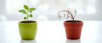 Young green plant in lime pot contrasting with wilted dried plant in red pot, symbolizing growth versus decline, life cycle stages, and business success or failure concepts.