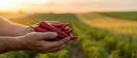 Farmer hands holding fresh red chili peppers at sunset in agricultural field. Organic spice harvest concept for cooking and food production.