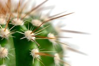 Sharp cactus spines in macro photography showing detailed texture of desert plant with selective focus on thorns against blurred green background.
