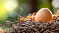 Fresh brown egg resting in natural straw nest with soft bokeh background, organic farming concept for healthy lifestyle and sustainable agriculture.