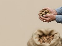 Farmer holding handful of chickpeas or legumes with burlap sack below against neutral background, representing harvest, agriculture, organic farming, and food production for commercial and editorial use.