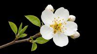 White cherry blossom branch with green leaves and buds, isolated on transparent background. Ready for spring clipart, stickers, t-shirt design, and print on demand.