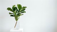 Fiddle leaf fig branch in glass vase on white table against neutral wall. Modern minimalist home decor and indoor plant styling for contemporary interiors.