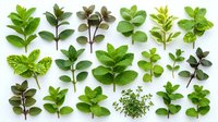 Fresh green herb and plant leaf specimens arranged on white background, isolated botanical elements for design, packaging, culinary, wellness and educational projects.