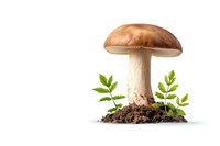 Fresh brown mushroom growing in soil with green leaves, isolated on white background for food photography and culinary design projects.