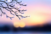 Bare tree branches silhouetted against soft pastel sunset sky with purple pink yellow gradient colors creating peaceful natural landscape scene.