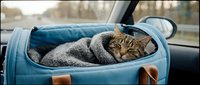 Tabby cat resting inside open travel carrier on car seat during road trip, pet transportation and vacation concept.