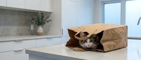 Cat playing in paper bag on kitchen counter with modern white cabinetry and natural light from windows.