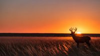 Majestic deer silhouette standing in golden grassland during dramatic sunset with warm orange sky creating peaceful wildlife scene for nature photography.