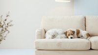 Adorable golden retriever puppy sleeping peacefully on beige sofa in modern living room with soft natural lighting and minimalist decor.