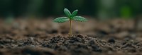 Young cannabis seedling emerging from rich soil against dark background, showing first set of serrated leaves. Panoramic macro shot with selective focus.