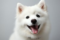 Happy white Japanese Spitz dog with fluffy fur smiling at camera against gray background, showing friendly expression and pink tongue in studio portrait.