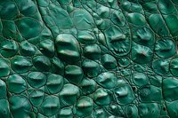 Emerald green crocodile skin texture with detailed scales and natural pattern showing luxurious exotic leather surface in macro photography.