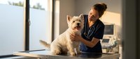 Veterinarian examining small cream-colored dog on examination table in modern clinic, wearing stethoscope and dark scrubs, professional healthcare setting.