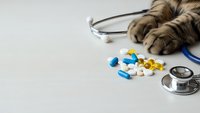 Cat paws with stethoscope and colorful pills on white background for veterinary medicine and pet healthcare concepts.