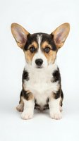 Adorable tricolor corgi puppy sitting on white background, isolated for pet care marketing, veterinary services, dog training materials and design projects.