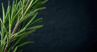 Fresh rosemary herb sprigs with aromatic green needles on dark background for culinary cooking and natural seasoning applications.
