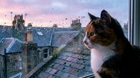 Tabby and white cat sitting on windowsill gazing at rainy cityscape with historic rooftops and chimneys at dusk, contemplative pet looking out at urban architecture.