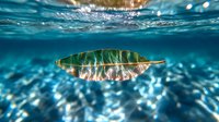 Floating leaf underwater in turquoise blue sea water with sunlight streaming through surface creating natural light patterns and reflections. Serene aquatic scene.