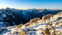 Mountain goats walking on snowy alpine ridge at sunrise with dramatic peaks and valleys in background. Winter wildlife scene for outdoor adventure concepts.
