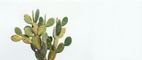 Prickly pear cactus with green oval pads isolated on white background, suitable for botanical designs, educational materials, and decorative projects.