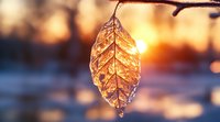 Frozen leaf covered in ice crystals glowing in golden winter sunrise light with natural bokeh background, creating magical nature macro photography.