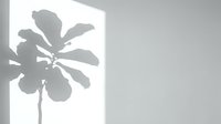Plant shadow cast on white wall, minimalist monochrome aesthetic for modern interior design and architectural visualization projects.