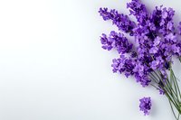 Fresh purple lavender flowers arranged in corner composition on white background, creating minimalist botanical layout with copy space for text placement.
