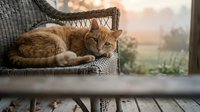 Ginger tabby cat resting on a wicker chair on a rustic porch at sunrise, with a soft foggy countryside background.