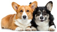 Two adorable Pembroke Welsh Corgi dogs lying together, one ginger and white colored, another black and white, looking at camera with friendly expressions.
