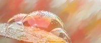 Macro close-up of water droplets on vibrant autumn leaf surface with warm orange and yellow tones creating abstract natural texture background.