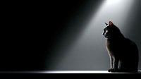 Dramatic black cat silhouette sitting in spotlight beam against dark background, moody lighting creates mysterious atmosphere for pet photography concepts.